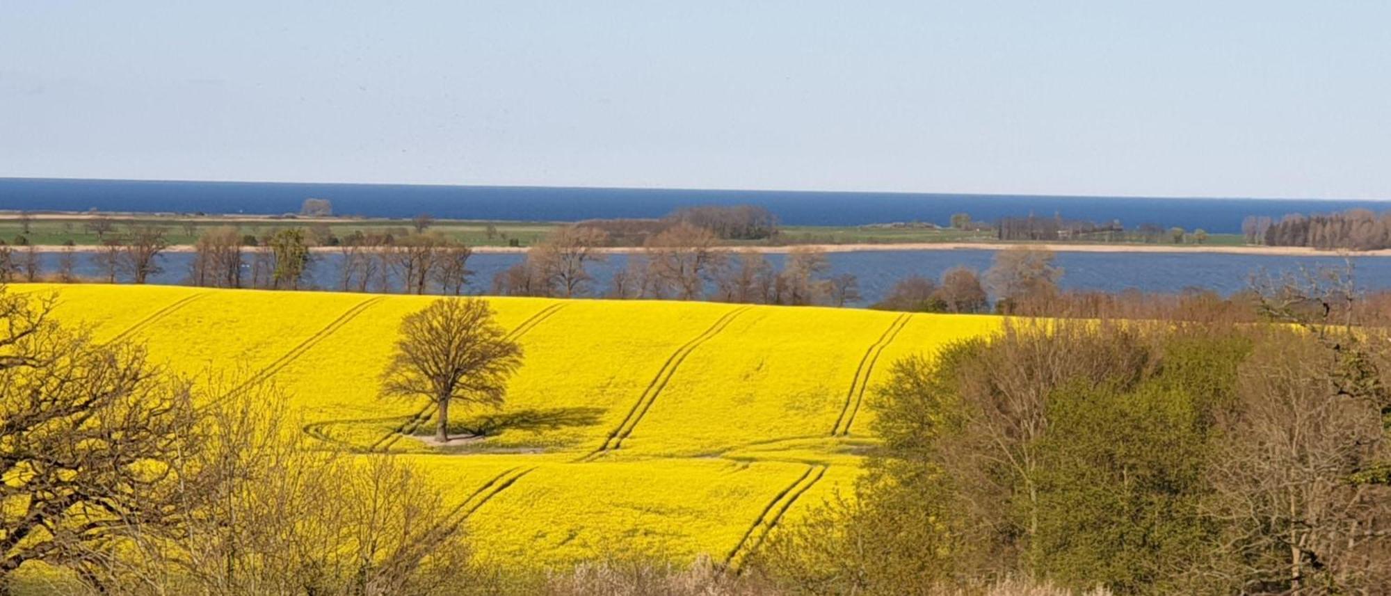 Idyllisches-Blockbohlenhaus-Mit-Eigenem-Garten-Und-Sauna-Zum-Wohlfuehlen Martensrade Esterno foto